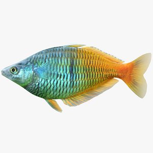 3D model boesemani rainbowfish