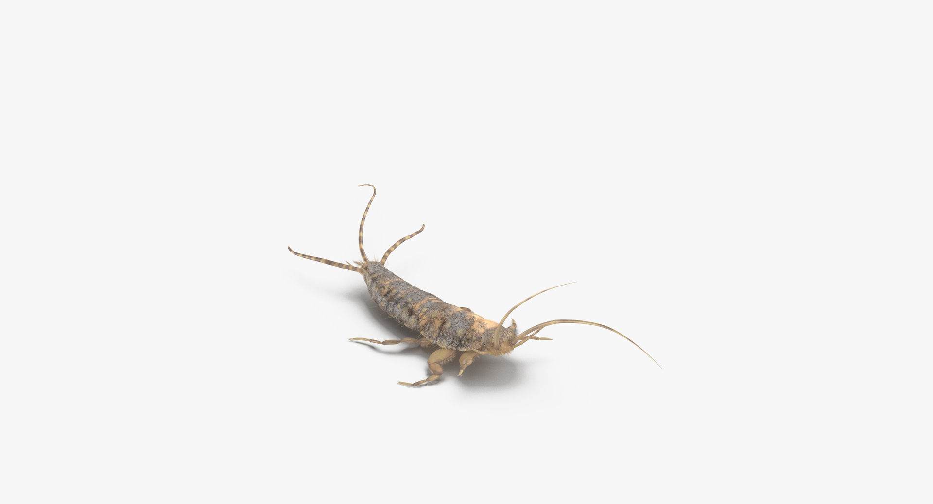 3D Model Silverfish Poses - TurboSquid 1399503