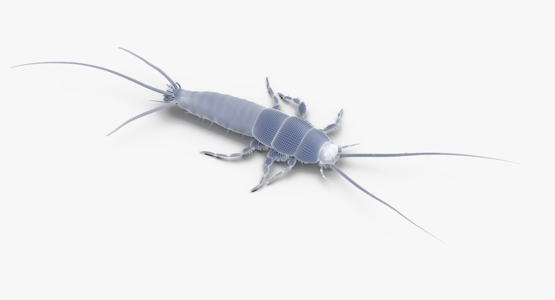 3D Model Silverfish Poses - TurboSquid 1399503