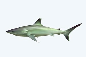 3D model shark reef