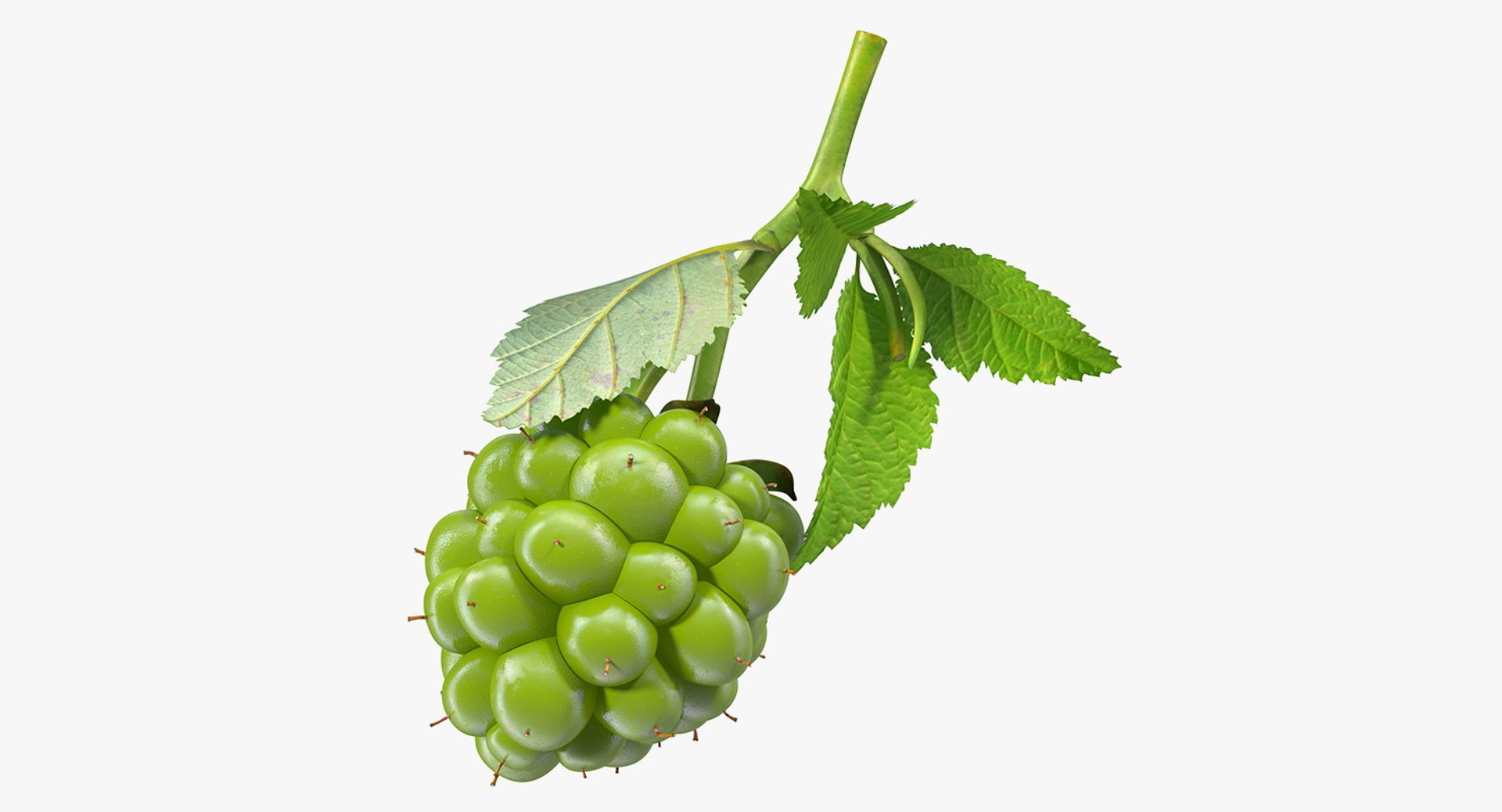 Unripe Green Blackberry with Leaves 3D model preview