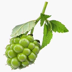 unripe green blackberry leaves 3D