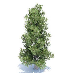 white bark pine tree max