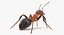 Ant 02