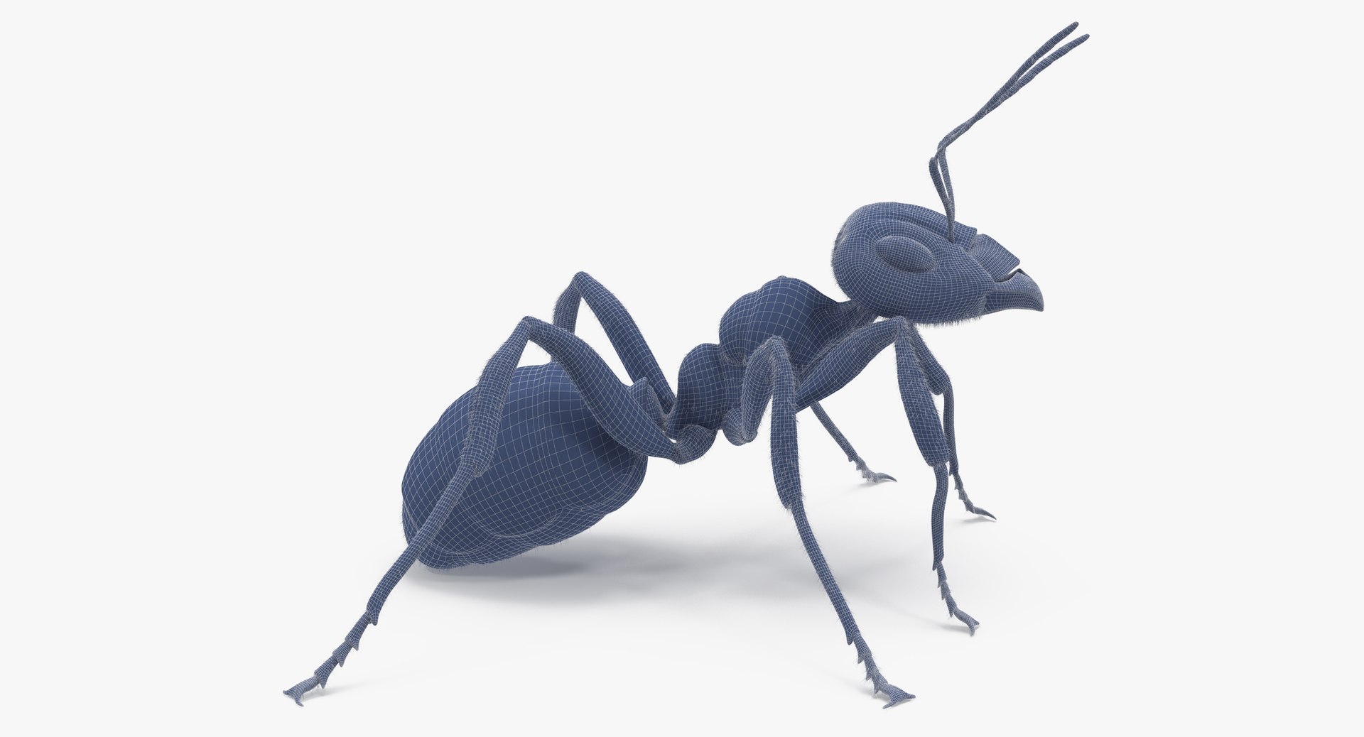 ant 02 3d model https://p.turbosquid.com/ts-thumb/wf/dQxGfg/C12l8Nz2/ant_wireframe_0006/jpg/1440069023/1920x1080/fit_q87/cc312d08b381bec03aa4bee4ae6b3e89c58a041f/ant_wireframe_0006.jpg