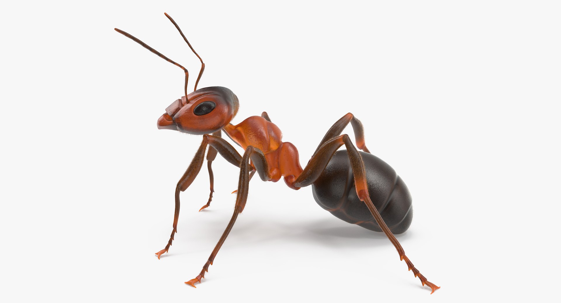 ant 02 3d model https://p.turbosquid.com/ts-thumb/wf/dQxGfg/c9bkHTyB/ant_thumbnail_0004/jpg/1440069023/1920x1080/fit_q87/2cb69783ddabcc36d628d9706c3e55df73d67bbe/ant_thumbnail_0004.jpg