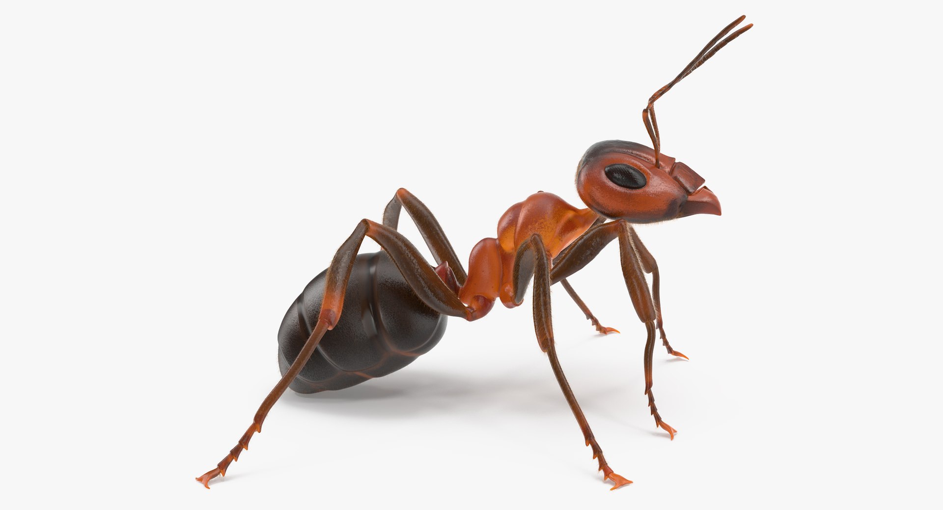 ant 02 3d model https://p.turbosquid.com/ts-thumb/wf/dQxGfg/sGu8EF1h/ant_thumbnail_0006/jpg/1440069023/1920x1080/fit_q87/285c1745598908d895faff65319ea824437fcf22/ant_thumbnail_0006.jpg
