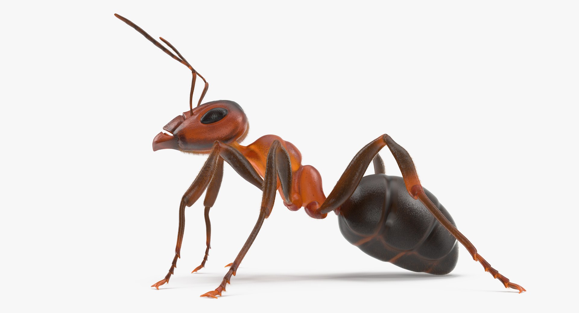 ant 02 3d model https://p.turbosquid.com/ts-thumb/wf/dQxGfg/yLL8AuNz/ant_thumbnail_0003/jpg/1440069023/1920x1080/fit_q87/35264bd4880291e36464115de3a71c34dbea36dd/ant_thumbnail_0003.jpg