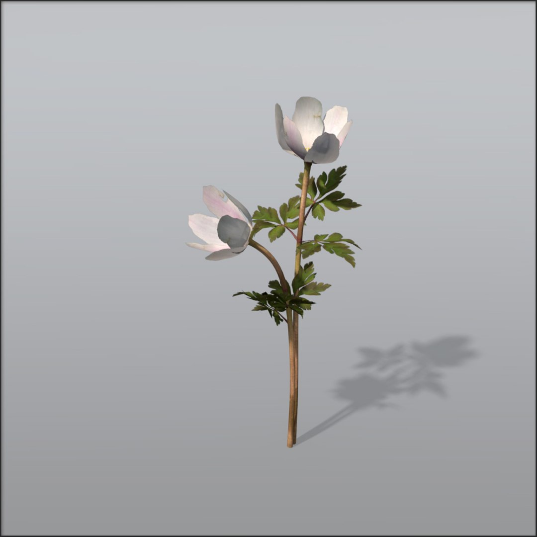 3d Model Wood Anemone Flower