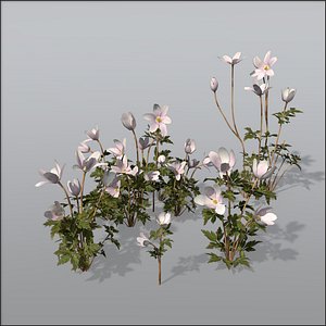 3d model wood anemone flower