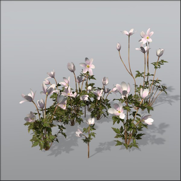 3ds max xfrogplants poppy anemone plant