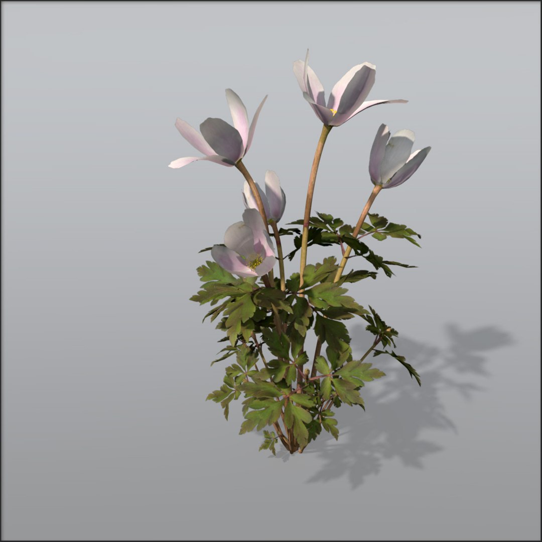 3d Model Wood Anemone Flower