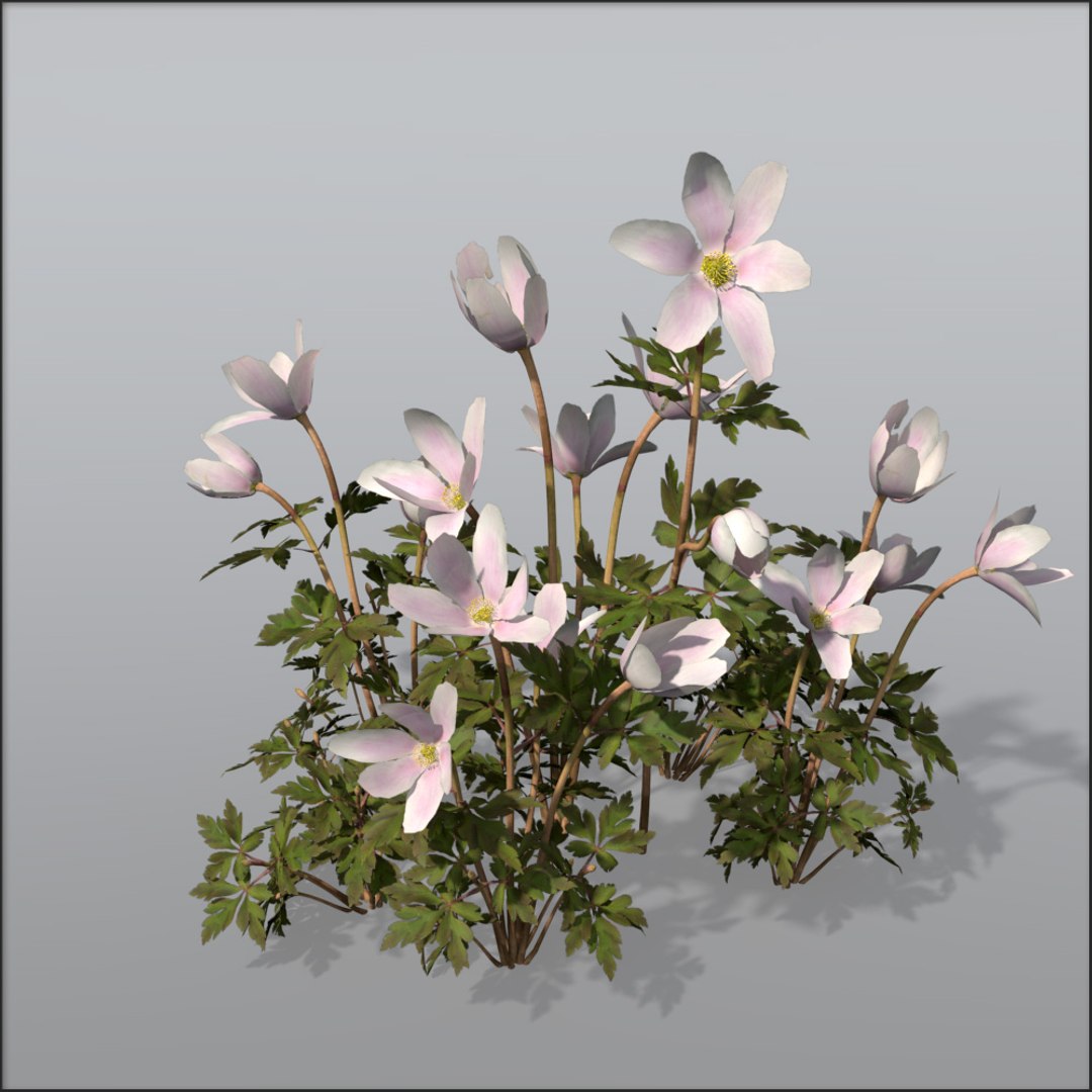 3d Model Wood Anemone Flower