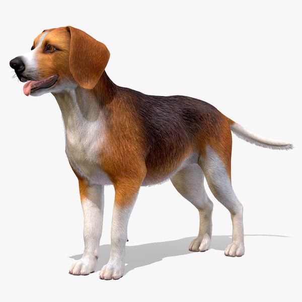 Dog - Beagle 3D model