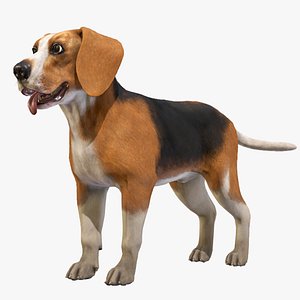 Dog - Beagle 3D model