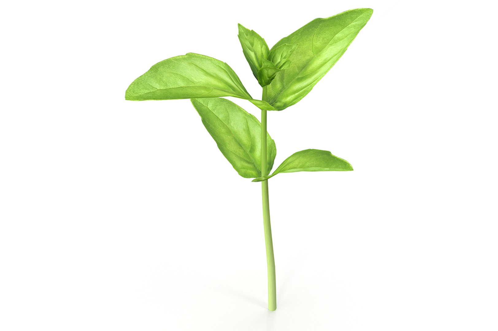 3D model cinnamon basil https://p.turbosquid.com/ts-thumb/wg/1DaKXF/9o0qzfLj/cover/jpg/1586879126/1920x1080/fit_q87/b44805e22df75e7f47e8899c1aec032a61432cf5/cover.jpg