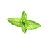3D model cinnamon basil
