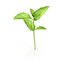 3D model cinnamon basil