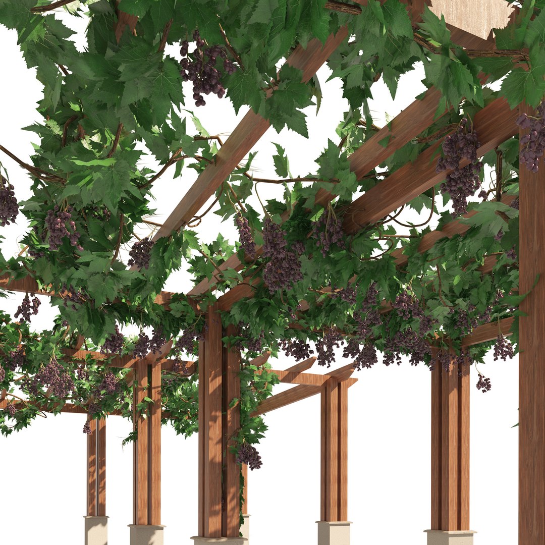 2 Grape Vine Pergola Model - TurboSquid 1906691