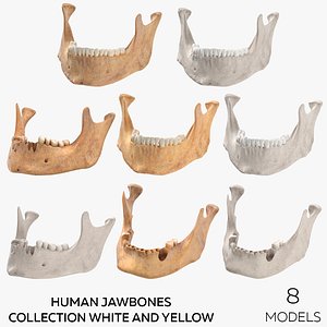 Human Jawbones Collection White and Yellow - 8 models