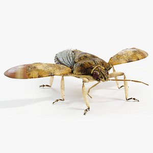 3D model Stink Bug Static