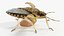 Stink Bug Static