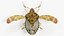 Stink Bug Static