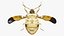 Stink Bug Static