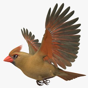 Cardinalis Cardinalis "Northern Cardinal Female"