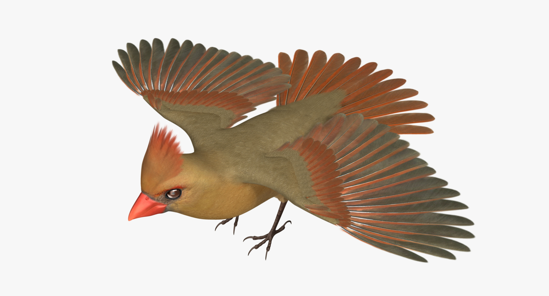 Cardinalis Northern Cardinal Female Rigged 3d Model