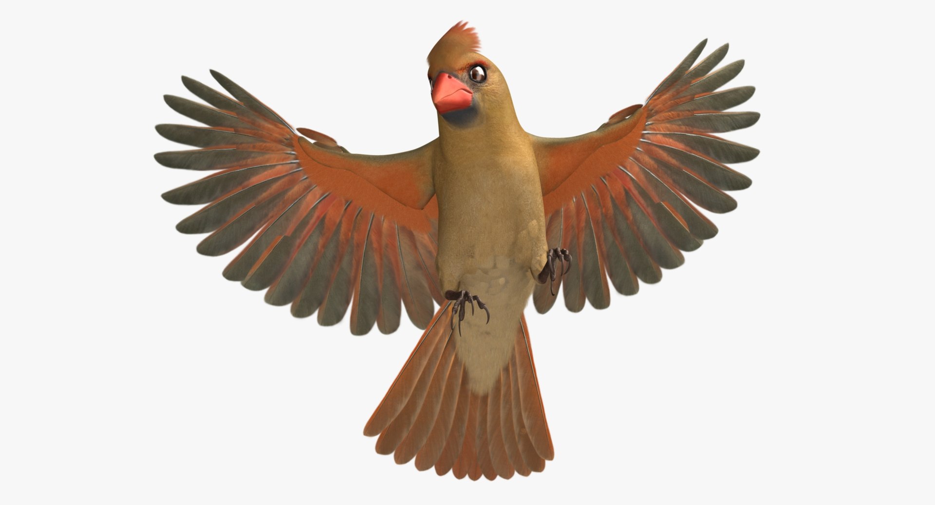 Cardinalis Northern Cardinal Female Rigged 3d Model