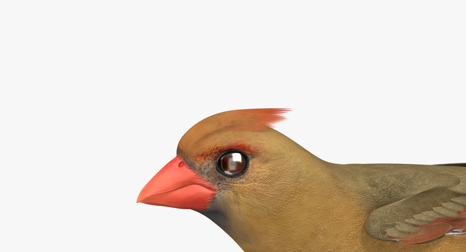 Cardinalis Northern Cardinal Female Rigged 3d Model
