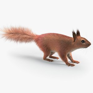 Squirrel Static Xgen