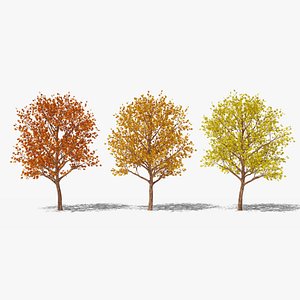 Stylized Cartoon Maples Set model