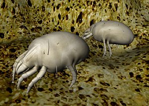 3d house dust mite