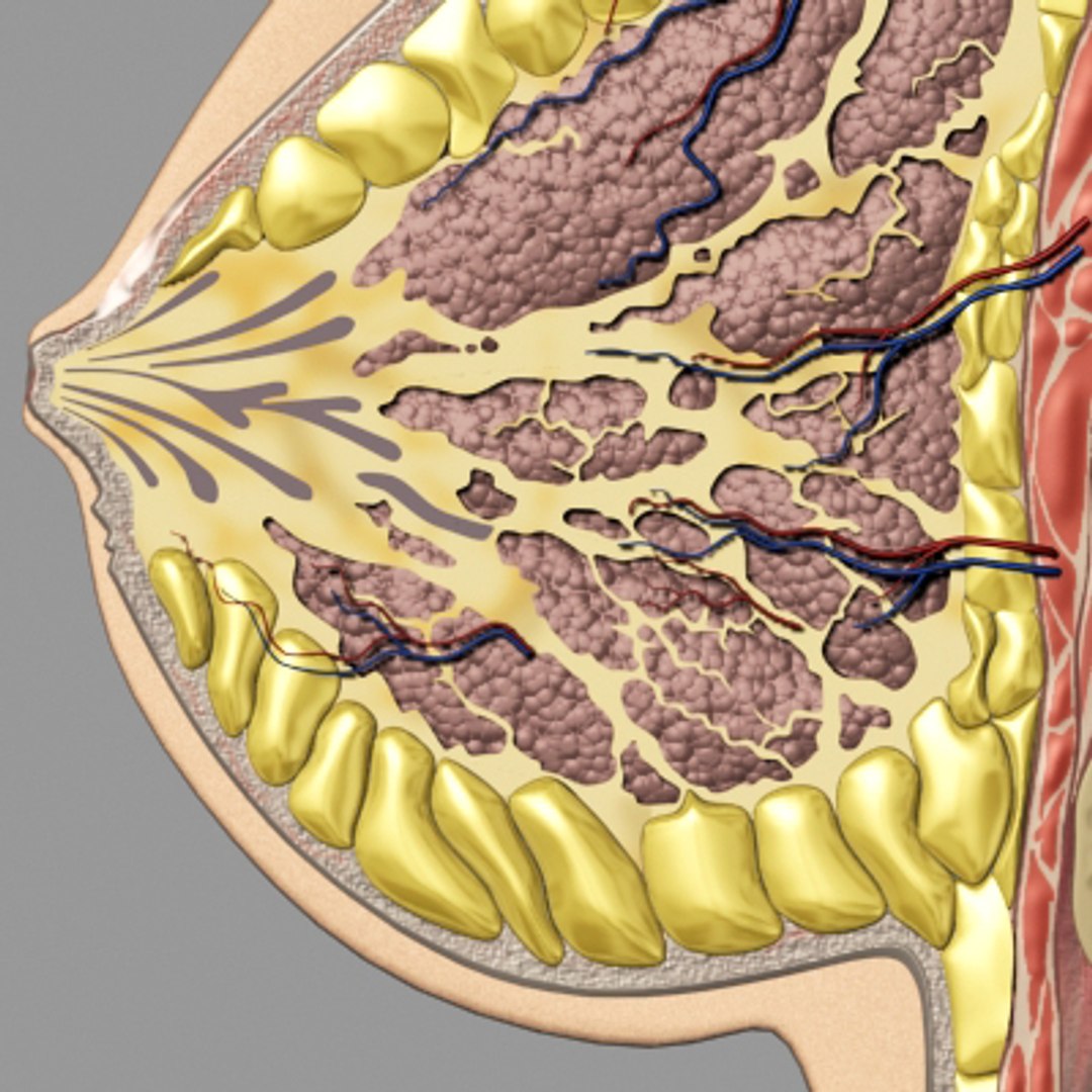3dsmax breast anatomy https://p.turbosquid.com/ts-thumb/wg/w2V5Cj/7XC2JKji/breast_03/jpg/1215014514/1920x1080/fit_q87/51d5094b6b7b8824b93afbfc8de8b041007e63a4/breast_03.jpg