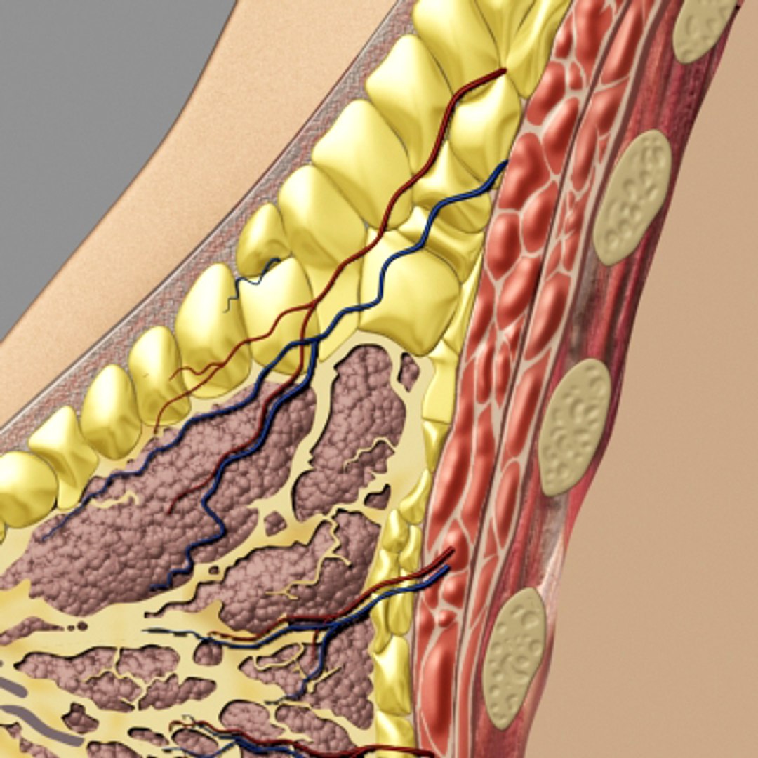3dsmax breast anatomy https://p.turbosquid.com/ts-thumb/wg/w2V5Cj/8VsBzsr1/breast_02/jpg/1215014360/1920x1080/fit_q87/46ecc1fdac3f6b3492b1c5d1dbab92bb8255fad8/breast_02.jpg