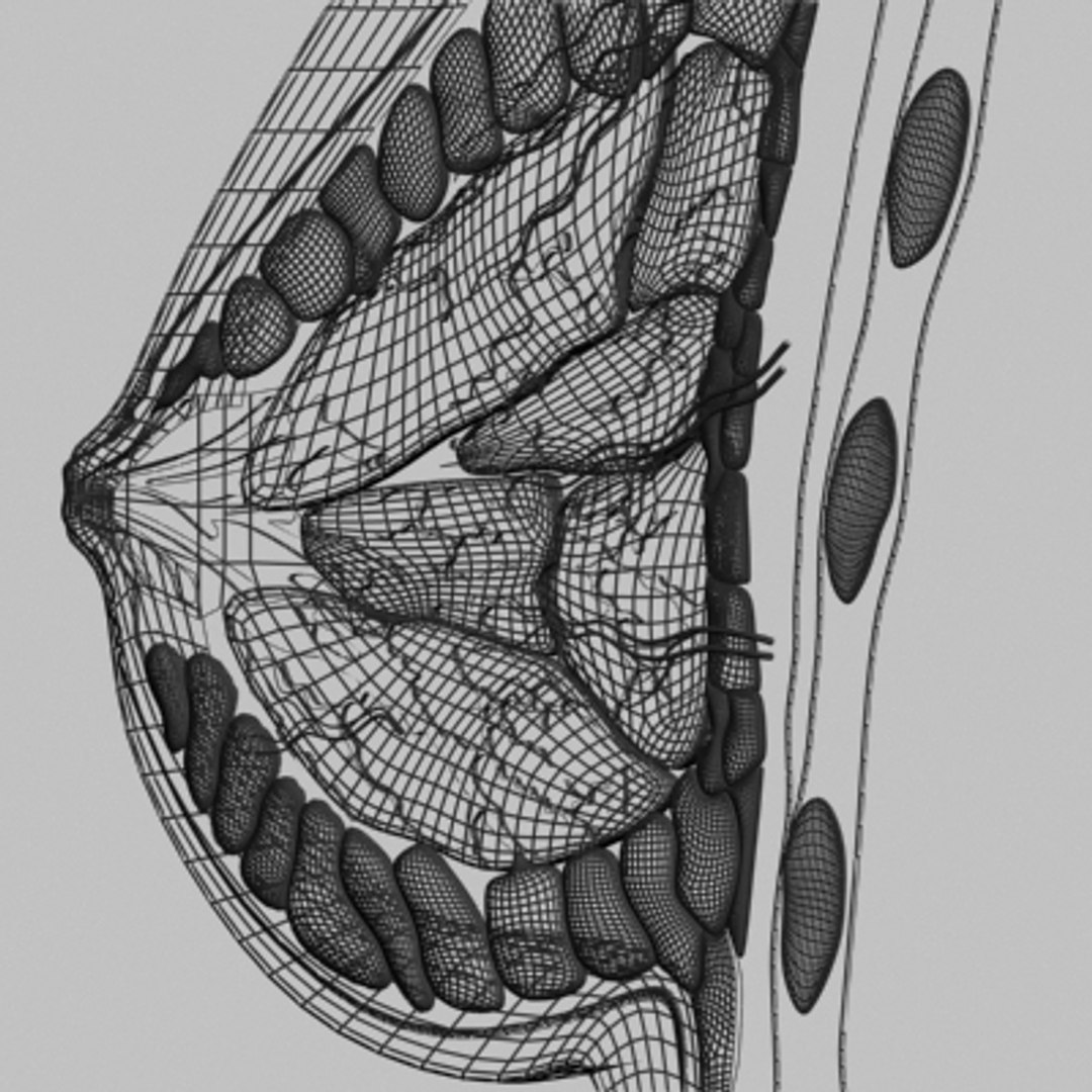 3dsmax breast anatomy https://p.turbosquid.com/ts-thumb/wg/w2V5Cj/MFn5uXbg/breast_11/jpg/1215014534/1920x1080/fit_q87/f99849414b422148a4ba7e4eddff3bd9af59e088/breast_11.jpg