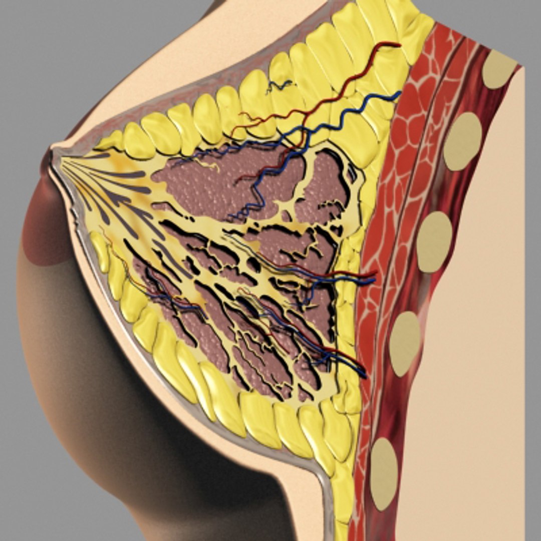3dsmax breast anatomy https://p.turbosquid.com/ts-thumb/wg/w2V5Cj/SvT95rEL/breast_08/jpg/1215014526/1920x1080/fit_q87/3b131a52a99681dd238bdfbb57a617563d021a59/breast_08.jpg