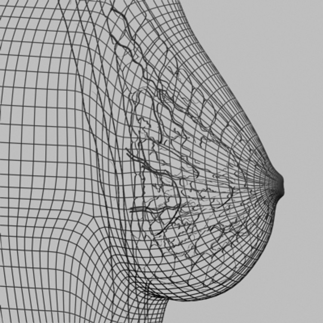3dsmax breast anatomy https://p.turbosquid.com/ts-thumb/wg/w2V5Cj/TOrdg1IM/breast_12/jpg/1215014536/1920x1080/fit_q87/135b38bc750054d2c32ac57f6db2dcd909ddd81d/breast_12.jpg