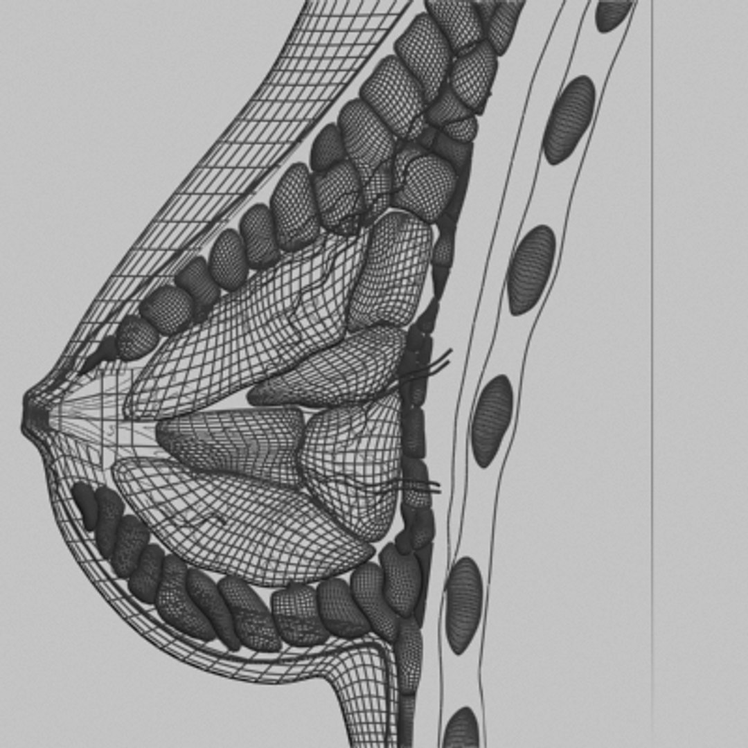 3dsmax breast anatomy https://p.turbosquid.com/ts-thumb/wg/w2V5Cj/TjjfwF7d/breast_10/jpg/1215014531/1920x1080/fit_q87/7f84493b296a65824dc1aadb6c6fb3bbf6c0a640/breast_10.jpg