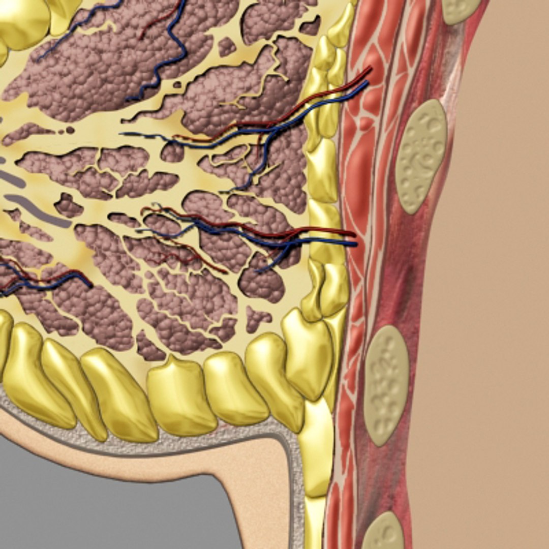 3dsmax breast anatomy https://p.turbosquid.com/ts-thumb/wg/w2V5Cj/WBJdmshB/breast_04/jpg/1215014516/1920x1080/fit_q87/670b8b2e283f427ff3326657ebb5744c7de32c41/breast_04.jpg