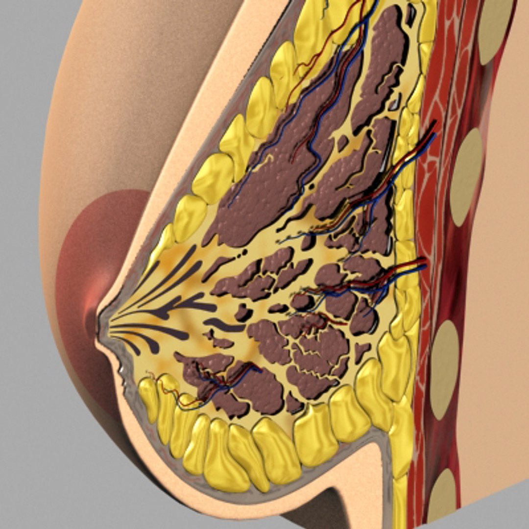 3dsmax breast anatomy https://p.turbosquid.com/ts-thumb/wg/w2V5Cj/wzs5j4IN/breast_07/jpg/1215014524/1920x1080/fit_q87/bc541d1872e68f3ed7a4c50a7d9ec7c3e804e554/breast_07.jpg