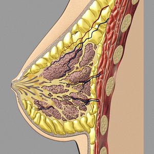 Breast Anatomy