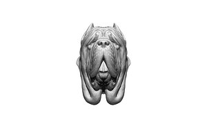 Dog 6