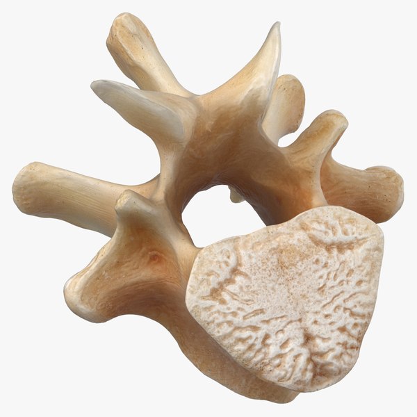 3D Kangaroo Red Necked Wallaby Thoracic Vertebrae TH13