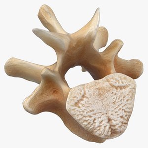 Kangaroo Red Necked Wallaby Thoracic Vertebrae TH13