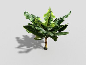 banana tree obj