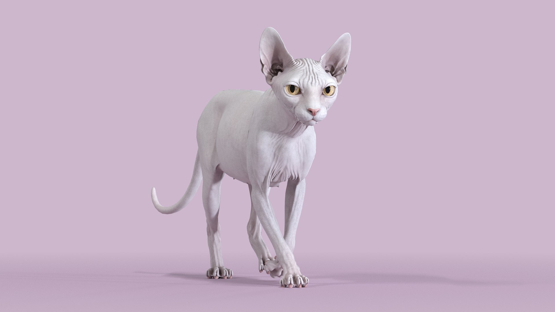 3D sphynx cat walking pose model https://p.turbosquid.com/ts-thumb/wh/AK89NS/DK/sphynx_white_pose2_main_01/jpg/1608102728/1920x1080/fit_q87/b5492a9cb1acac4b24d0e40025321fb4c5f548c4/sphynx_white_pose2_main_01.jpg