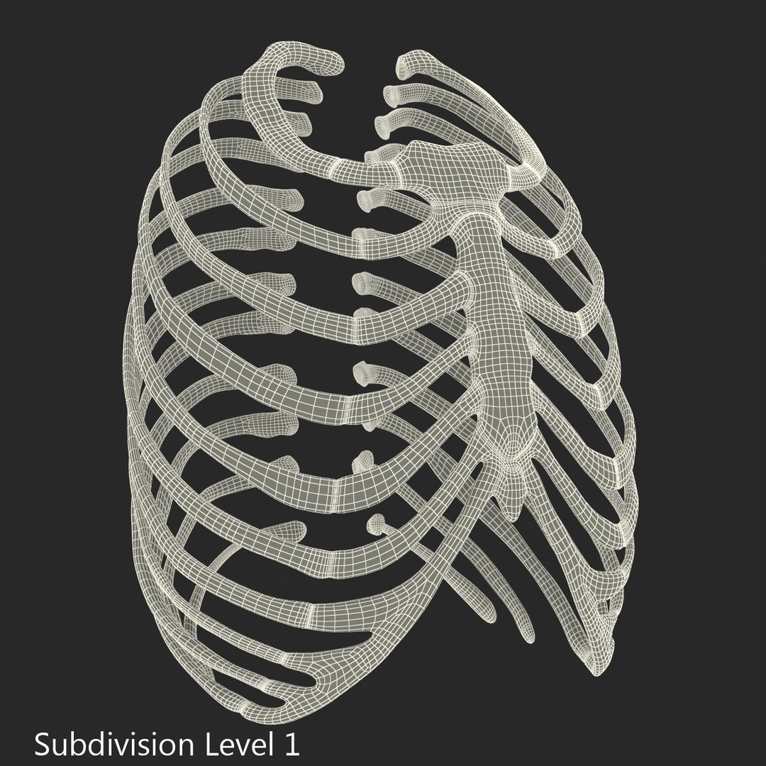 3d female ribcage skeleton https://p.turbosquid.com/ts-thumb/wh/IomWkQ/0N7zOQho/femaleribcageskeleton3dmodel19/jpg/1459957873/1920x1080/fit_q87/4422fb503f357e8ce751e60ad43d812f93553063/femaleribcageskeleton3dmodel19.jpg